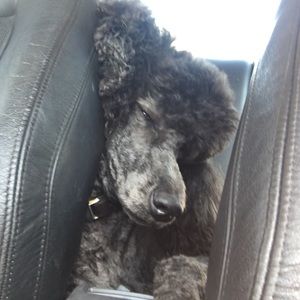 Meet your Posher, Cameo